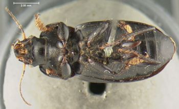 Media type: image;   Entomology 32987 Aspect: habitus ventral view